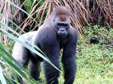 Zentralafrika, Gabun: Tierparadies zwischen Dschungel und Meer - Gorilla-Männchen