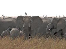 Zentralafrika, Kamerun: Ein Bilderbuch namens Afrika - Elefanten dienen als Landeplätze für Vögel