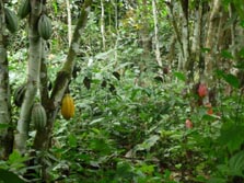 Zentralafrika, Kamerun: Ein Bilderbuch namens Afrika - Das grne Herz Afrikas