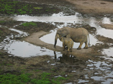 Zentralafrika, Zentralafrikanische Republik - Kongo: Regenwaldexpedition - Elefantenpaar